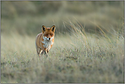 herannahend... Rotfuchs *Vulpes vulpes* kommt näher