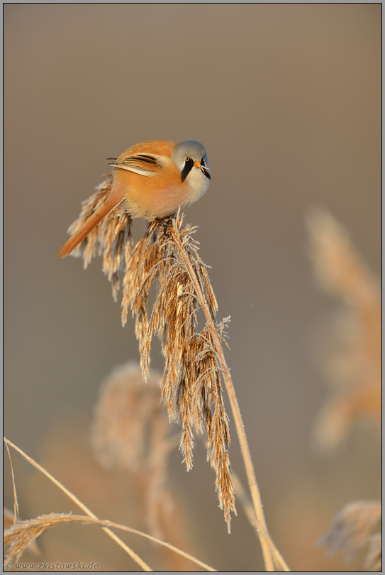 missmutig... Bartmeise *Panurus biarmicus*, Bartmeisenhahn auf Schilfrispe