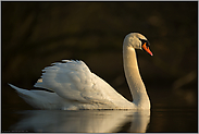 schönes Licht... Höckerschwan *Cygnus olor* im späten Winter