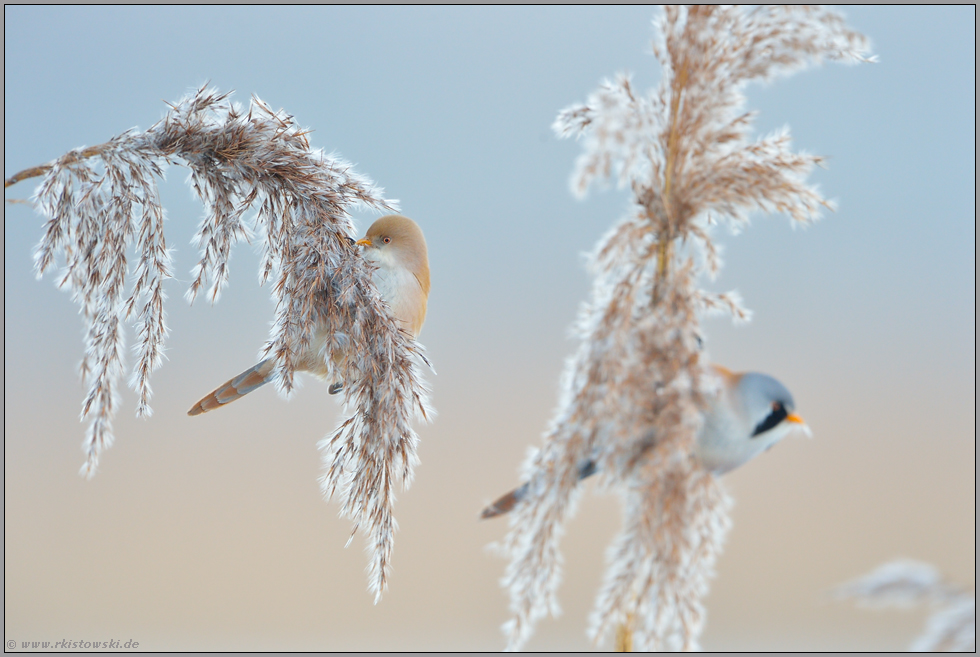 Hochbetrieb im Schilf... Bartmeise *Panurus biarmicus*, Pärchen im Schilf