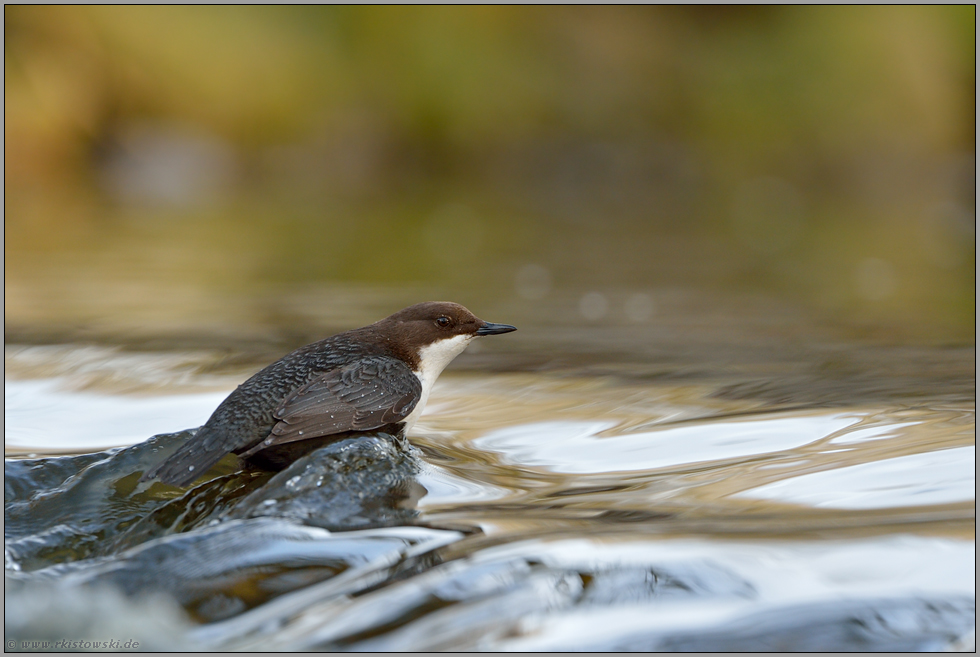 stromlinienförmig... Wasseramsel *Cinclus cinclus * bei der Nahrungssuche