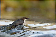 stromlinienförmig... Wasseramsel  *Cinclus cinclus * bei der Nahrungssuche