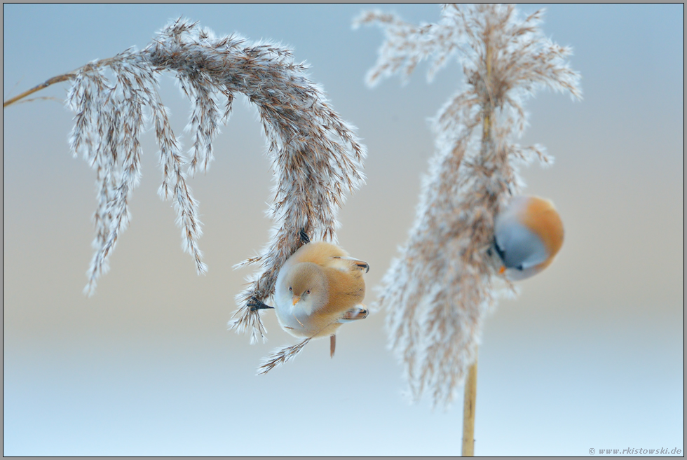 Kamerablick... Bartmeise *Panurus biarmicus*, Pärchen bei der Nahrungssuche an Schilfrispen