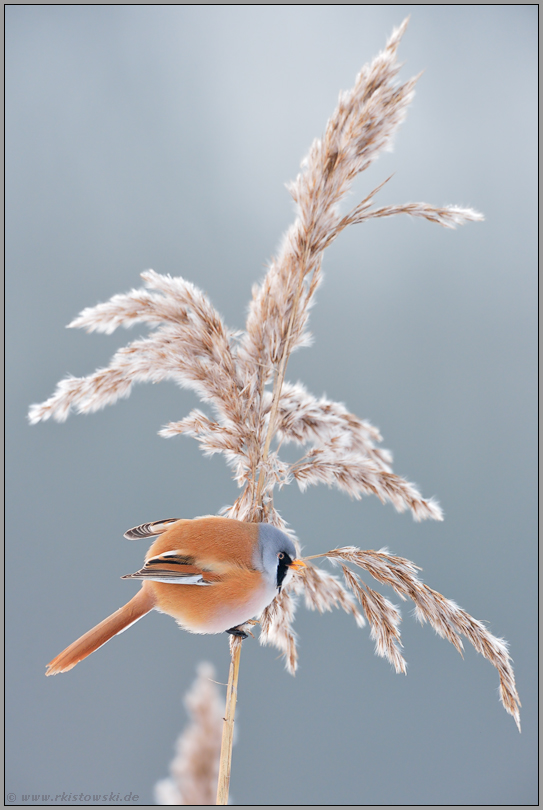 Winterzeit... Bartmeise *Panurus biarmicus*