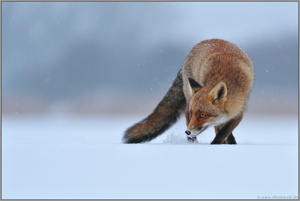 spätabends... Rotfuchs *Vulpes vulpes* bei Schneefall