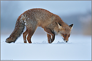 Suche im Schnee... Rotfuchs *Vulpes vulpes* im Winter