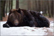 Augenaufschlag... Europäischer Braunbär *Ursus arctos* kühlt sich in Schneeresten ab