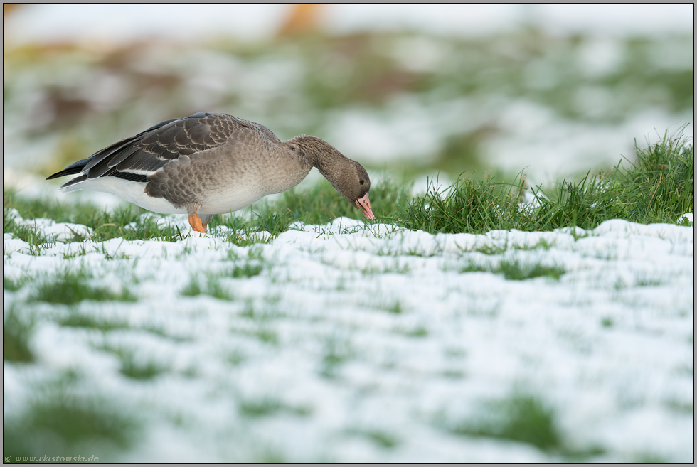 überwinternd... Blässgans *Anser albifrons*, diesjähriger Jungvogel bei der Nahrungssuche