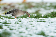 überwinternd... Blässgans *Anser albifrons*, diesjähriger Jungvogel bei der Nahrungssuche