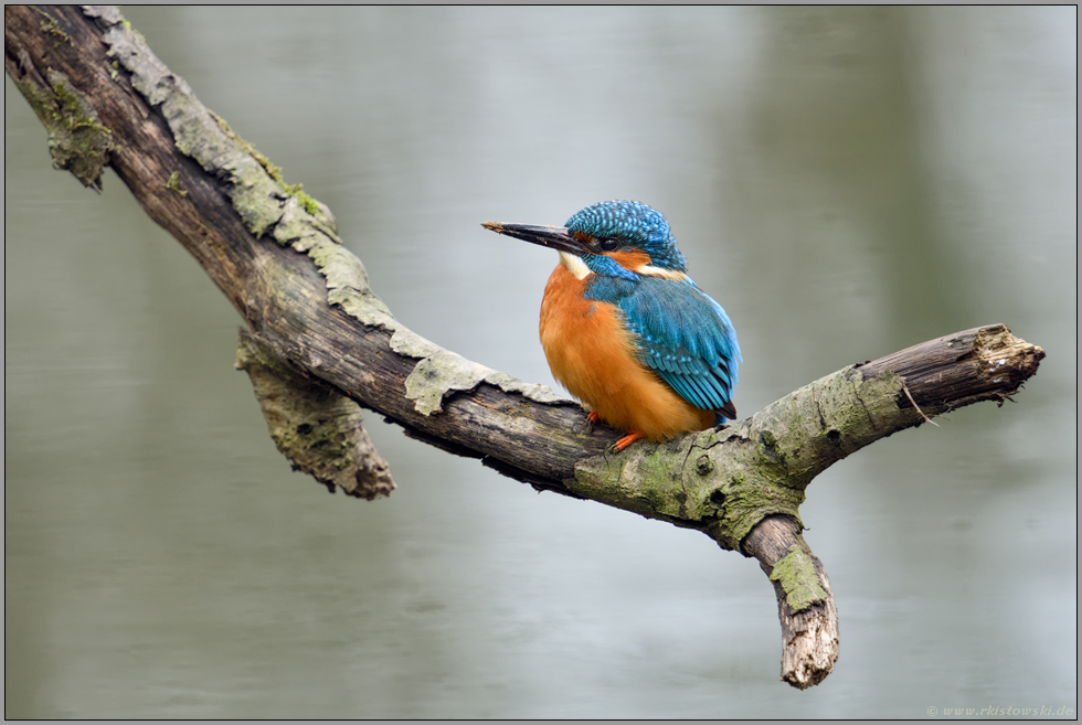 Dreck am Stecken... Eisvogel *Alcedo atthis* hat vom Höhlenbau Erde am Schnabel