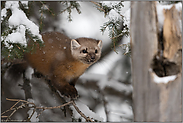 vor dem Sprung... Amerikanischer Baummarder *Martes americana* bei Schneefall