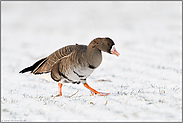 bei der Nahrungssuche... Blässgans *Anser albifrons* auf eine Feld mit Wintergetreide im Schnee