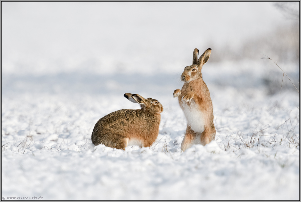 Hasenhochzeit... Feldhase *Lepus europaeus* im Schnee, zwei Hasen spielen miteinander