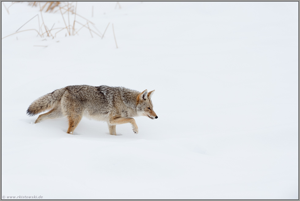 Fußstapfen im Schnee... Kojote *Canis latrans* stapft durch hohen Schnee
