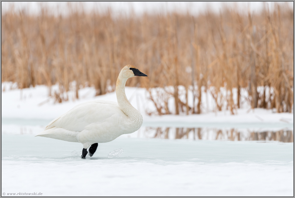 bei Tauwetter... Trompeterschwan *Cygnus buccinator* läuft über einen zugefrorenen Fluss