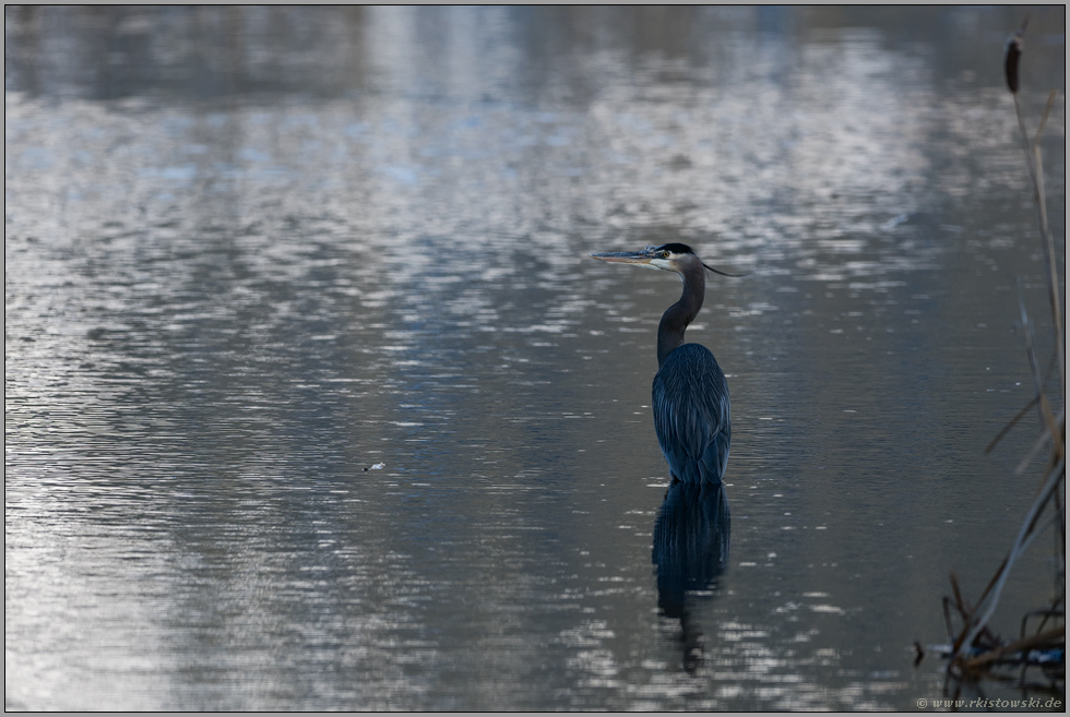 Great Blue Heron... Kanadareiher *Ardea herodias* steht in knietiefem Wasser