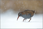 schwere Zeiten... Wasserralle *Rallus aquaticus* in hartem Winter