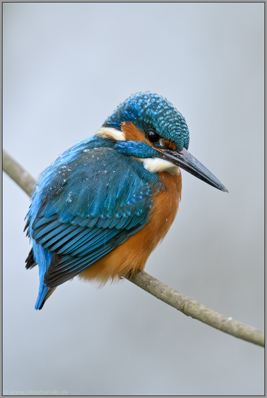 Schneekristalle auf dem Rücken... Eisvogel *Alcedo atthis* im Winter