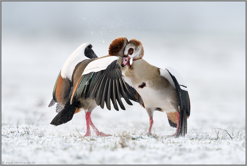 Streithähne... Nilgans *Alopochen aegyptiacus*, Auseinandersetzung zwischen Nilgänsen im Schnee