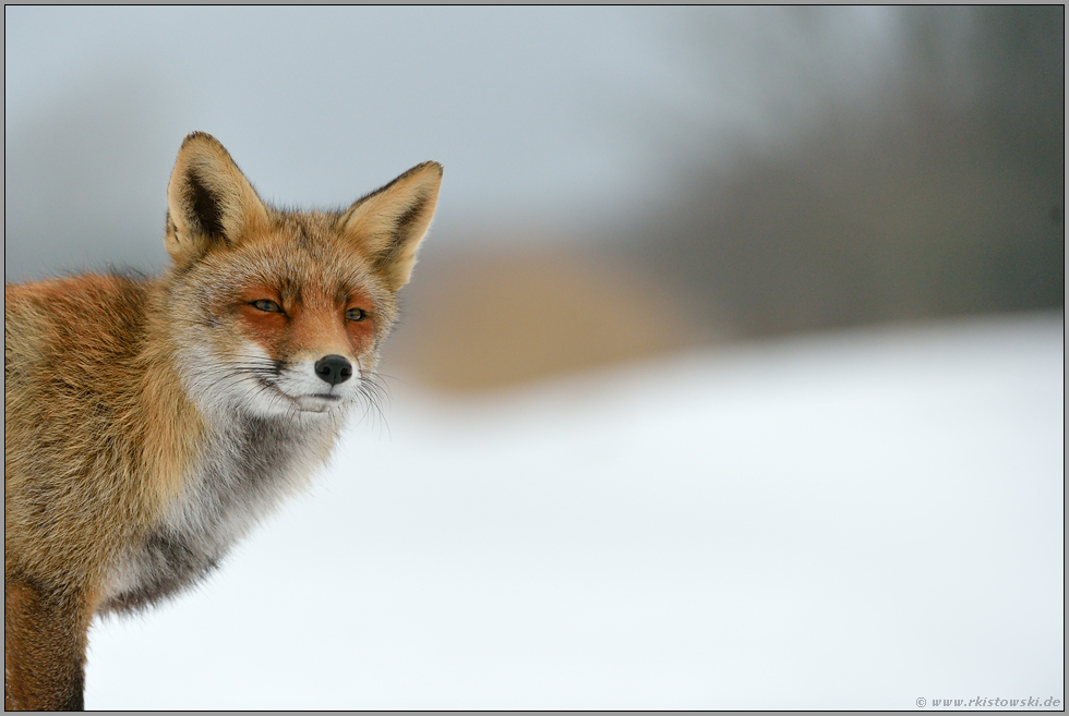 Anschnitt... Rotfuchs *Vulpes vulpes*, Porträtaufnahme im Schnee