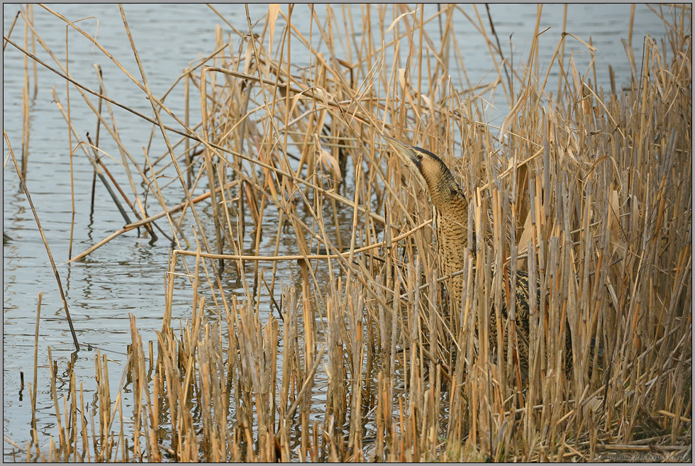 alles im Blick... Rohrdommel  *Botaurus stellaris * im Schilf