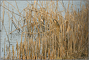 alles im Blick... Rohrdommel  *Botaurus stellaris * im Schilf