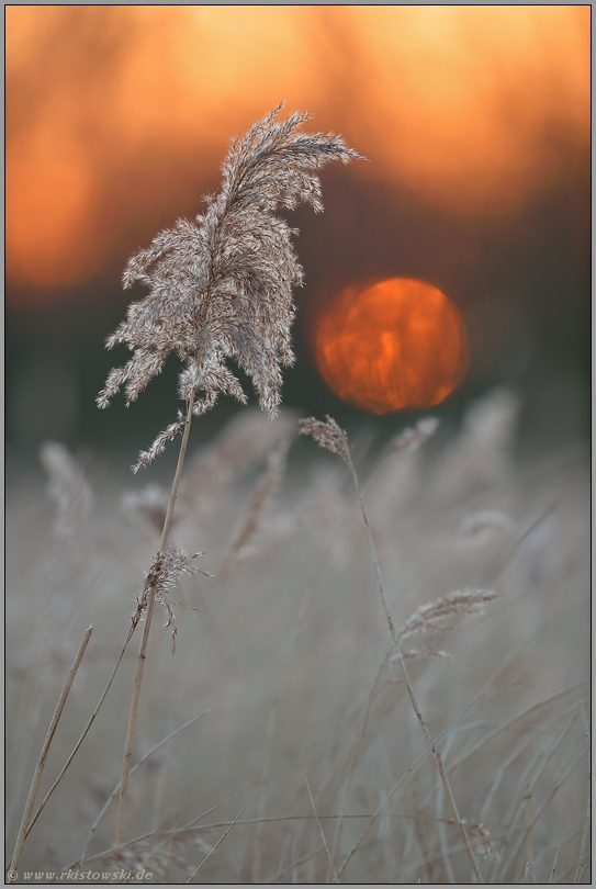 Sonnenuntergang im Schilf... Schilfgras *Phragmites*, Rispe eines Schilfhalmes im Winter