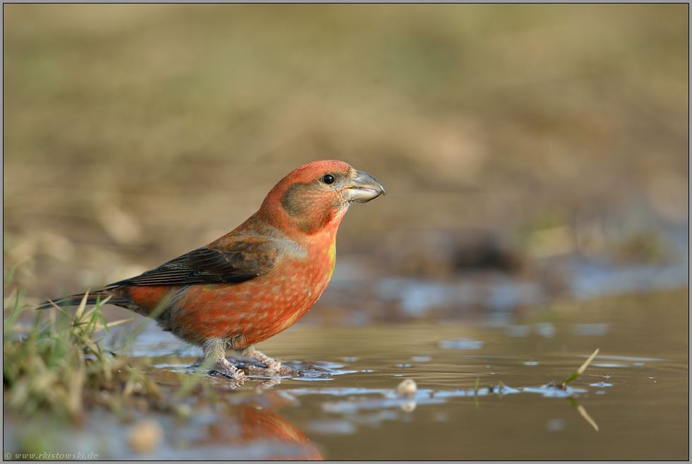 farbenprächtig... Kiefernkreuzschnabel *Loxia pytyopsittacus * an einer natürlichen Wasserstelle