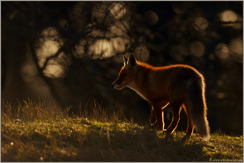 auf der Anhöhe... Rotfuchs *Vulpes vulpes* im Streiflicht