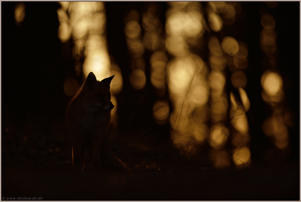 geheimnisvoll... Rotfuchs *Vulpes vulpes* Silhouette im Wald