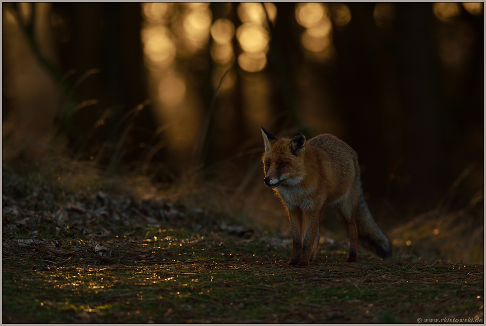 Zurückhaltung und Vorsicht... Rotfuchs *Vulpes vulpes* im Wald