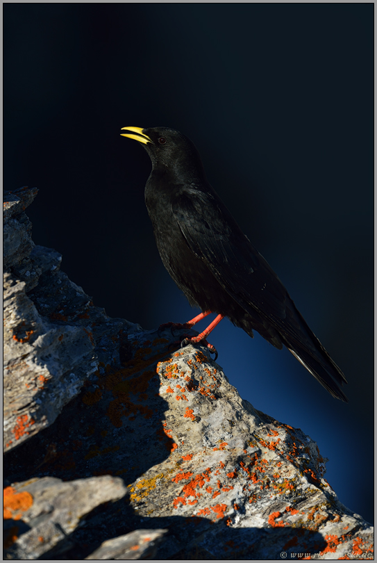 der Ruf... Alpendohle *Pyrrhocorax graculus* im letzten Licht