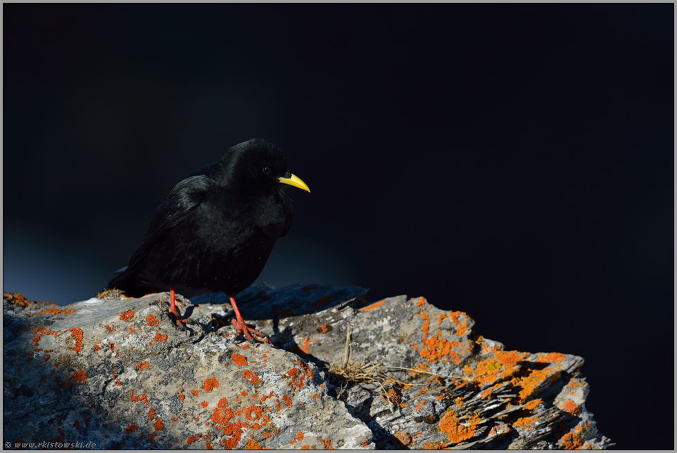 Streiflicht... Alpendohle *Pyrrhocorax graculus*, Altvogel in den Schweizer Bergen