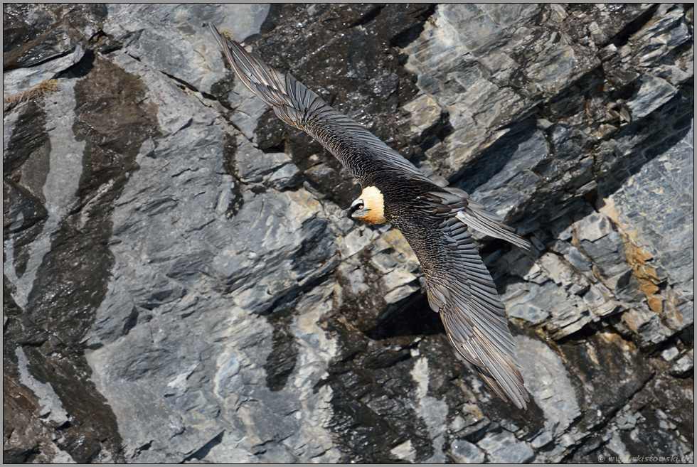 wenig auffällig... Bartgeier *Gypaetus barbatus* im Flug nahe einer Feldwand