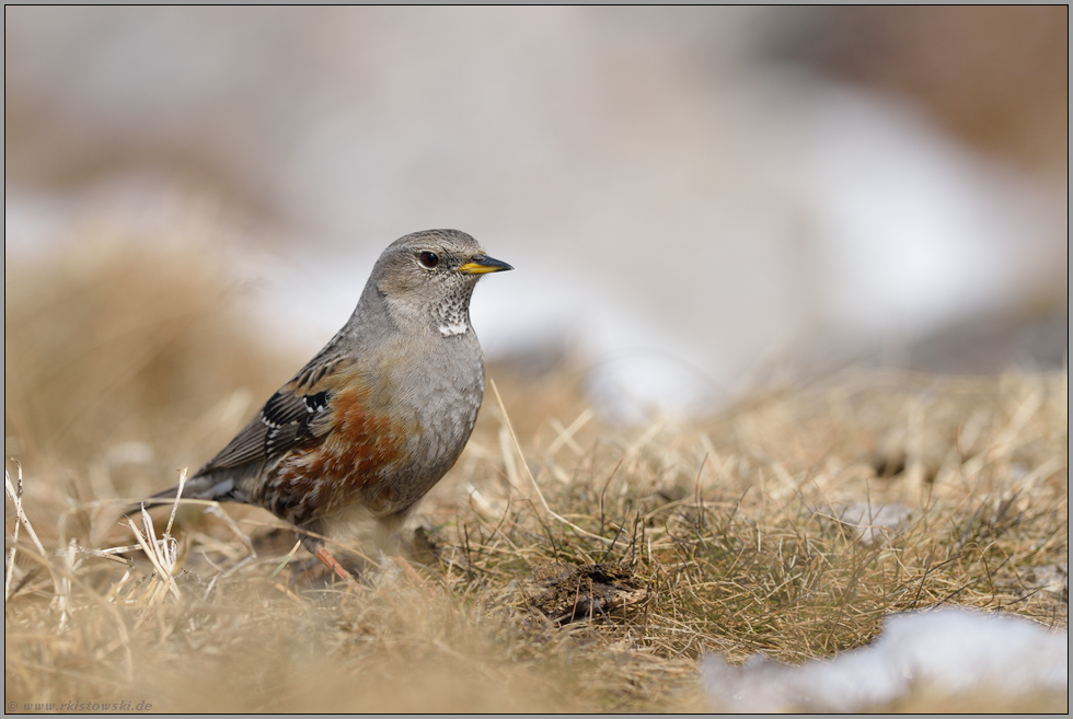 angepasst... Alpenbraunelle *Prunella collaris* in ihrem typischen Lebensraum im Hochgebirge