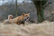 nach der Mittagsruh'... Rotfuchs *Vulpes vulpes* reckt und streckt sich