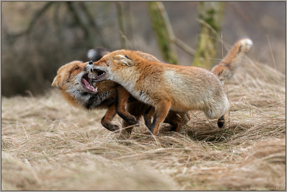 Zwist... Rotfüchse *Vulpes vulpes* geraten miteinander in Streit