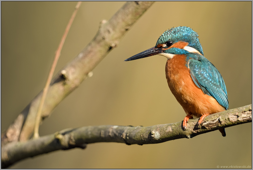 in der Astgabel... Eisvogel *Alcedo atthis* in der Frühlingssonne