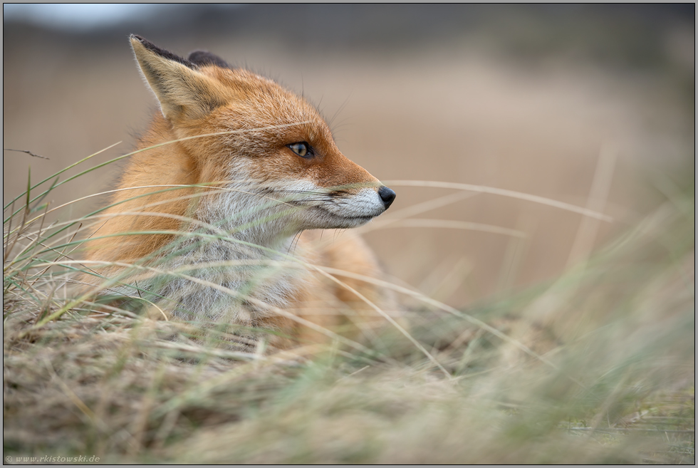 ruhend, aber aufmerksam... Rotfuchs *Vulpes vulpes* ruht im hohen Gras