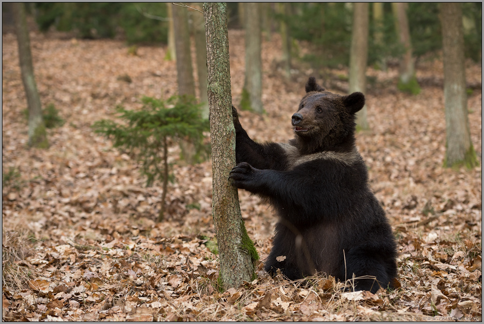 uuups... Europäischer Braunbär *Ursus arctos* mit kritischem Blick