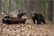 Kräftemessen... Braunbären *Ursus arctos*, Jungbären bei einer spielerischen Auseinandersetzung