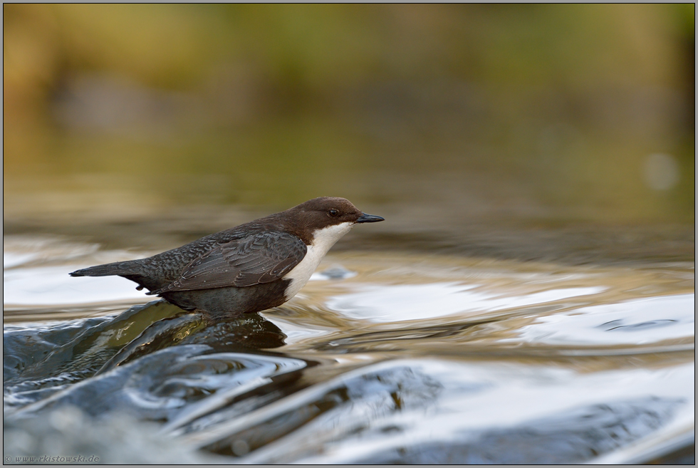 Fließgeschwindigkeit... Wasseramsel *Cinclus cinclus* steht auf einem Stein in der Strömung eines Baches