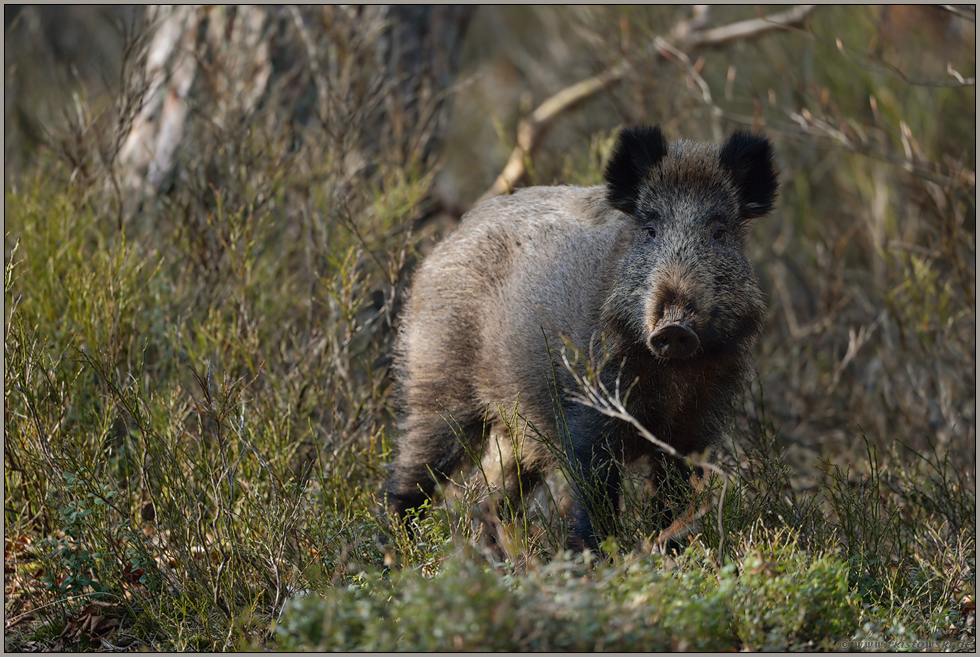 Borstenvieh... Wildschwein *Sus scrofa* im Gestrüpp