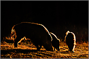 bei der Nahrungssuche... Wildschweine *Sus scrofa* bei Regen im nächtlichen Scheinwerferlicht