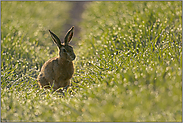 Gegenlicht... Feldhase *Lepus europaeus* sitzt im taunassen Feld