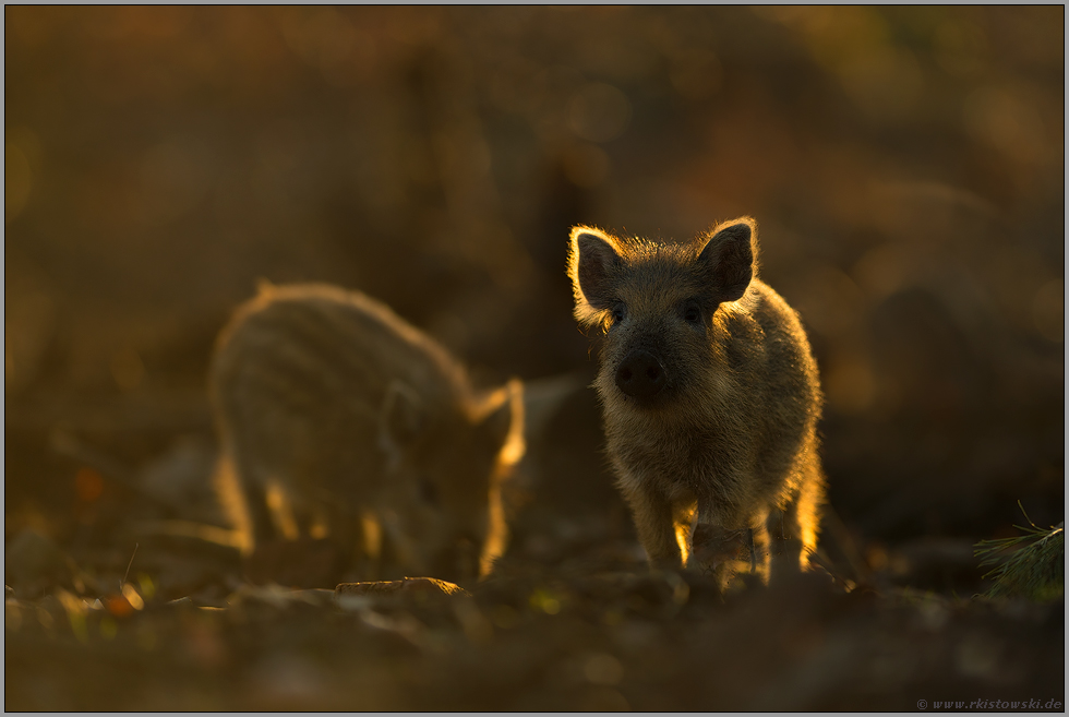 kleine Racker... Wildschweine *Sus scrofa*, Wildschweinfrischlinge in jungem Alter