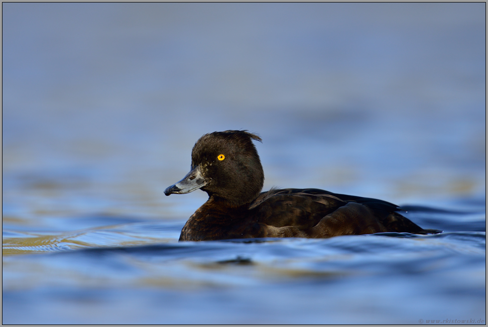 eiskaltes Wasser... Reiherente *Aythya fuligula*, Weibchen mit aufgerichteter Holle (Federschopf)