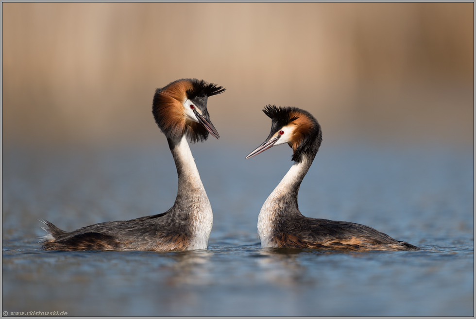 Kopfschütteln... Haubentaucher *Podiceps cristatus* in der Balz