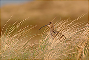 letztes Licht in den Dünen... Großer Brachvogel *Numenius arquata* in seinem Lebensraum