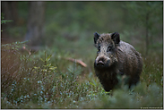 in der Dämmerung... Wildschwein *Sus scrofa* im Unterholz